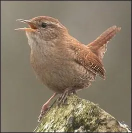 Quel est cet oiseau ?