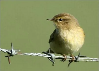 Quel est cet oiseau ?