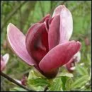 C'est Etienne Roda-Gil qui crivit les paroles de ce tube de 1977 chant par Claude Franois et dont le titre est :