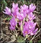 Cabrel a chant 'Colchiques dans les prs', ces fleurs qui annoncent la fin de l't. Cre par Francine Cockenpot dans les annes 40, au dpart c'tait une chanson :