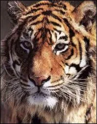 Quel est cet animal ?