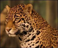 Quel est cet animal ?