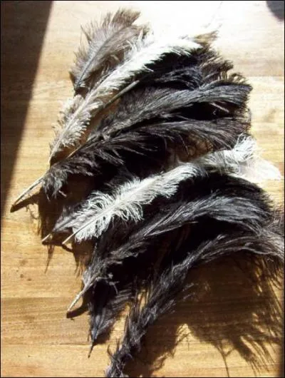 Quel pays a pour emblme trois plumes d'autruche ?