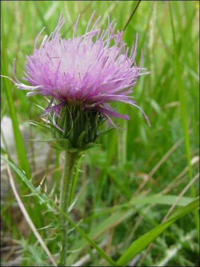 Quel pays a pour emblme le chardon ?