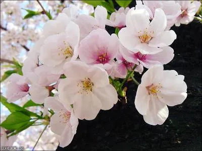 Quel pays a pour emblme la fleur de cerisier ?