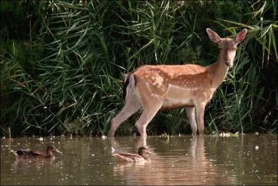 Quelle est la bonne orthographe de cet animal ?