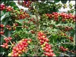 Le caf Arabica est produit par un arbuste :