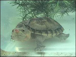 Quelle est cette tortue ?