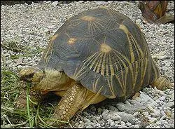 Quelle est cette tortue ?