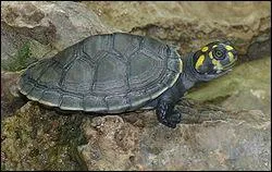 Quelle est cette tortue ?