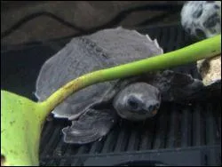 Quelle est cette tortue ?