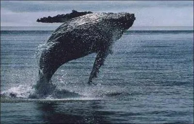 Quel est cet animal ?