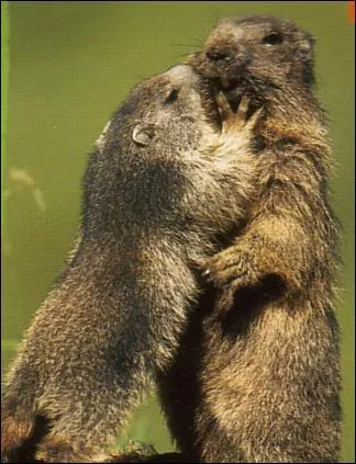 Quel est cet animal ?