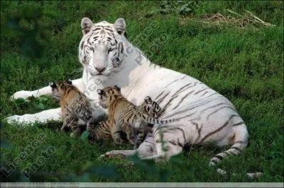 Quel est cet animal ?