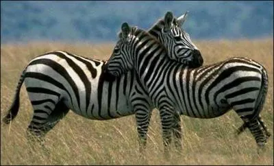 Quel est cet animal ?