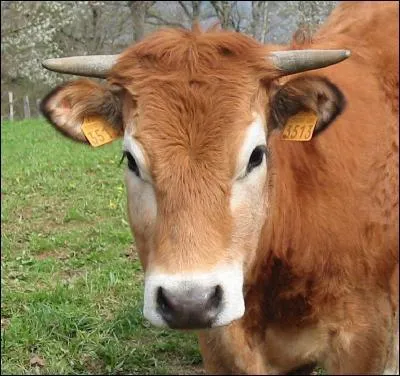 Quel est cet animal ?