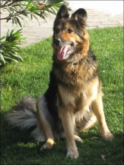 Quel est cet animal ?