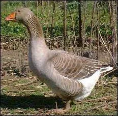 Quel est cet animal ?