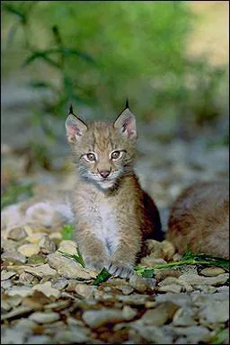 Quel est cet animal ?