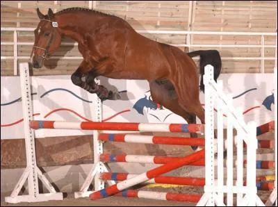 Quel cheval est brillant en saut ?