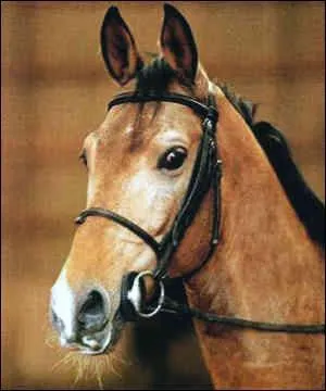 Quel cheval a une endurance exceptionnelle ?