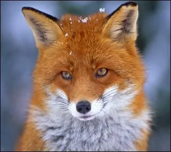 Quel est cet animal ?