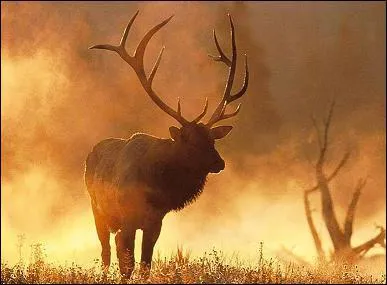 Quel est cet animal ?