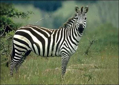 Quel est cet animal ?