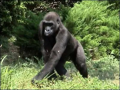 Quel est cet animal ?