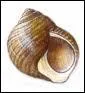 Quel est ce coquillage ?