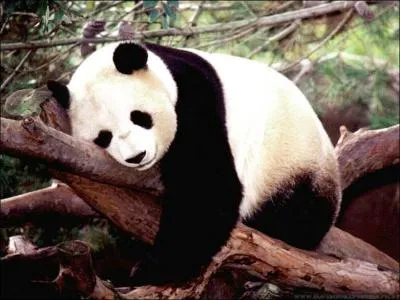 Que mangent les pandas ?