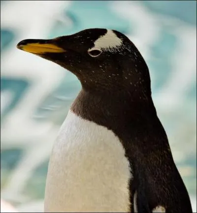 Quelle est l'habitat des pingouins ?