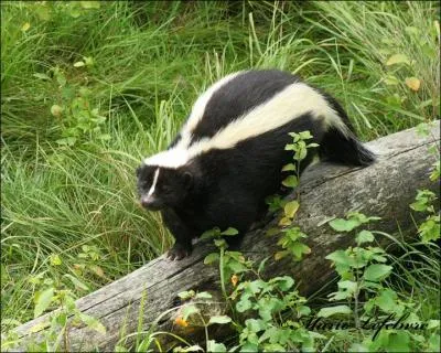 Quand les moufettes utilisent-elles leur puenteur ?