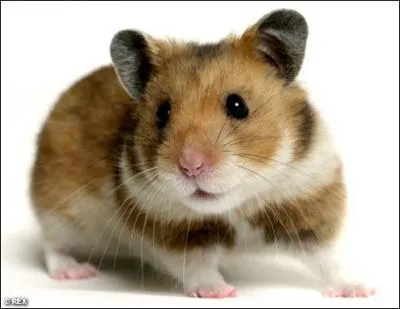 Que font les mles hamsters si on s'approche du bb ?
