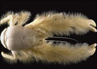 C'est un drle de crabe .