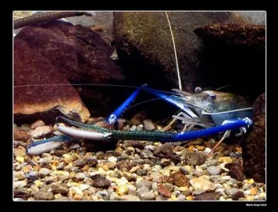 C'est une crevette de rivire gante.