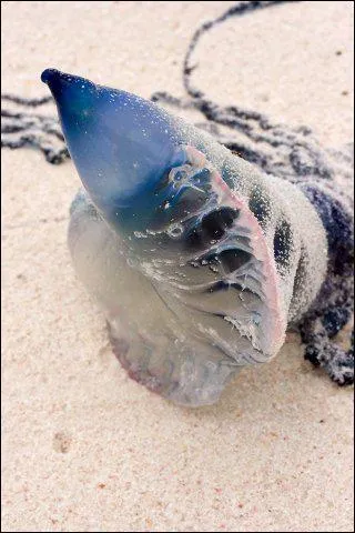 C'est un siphonophore marin.