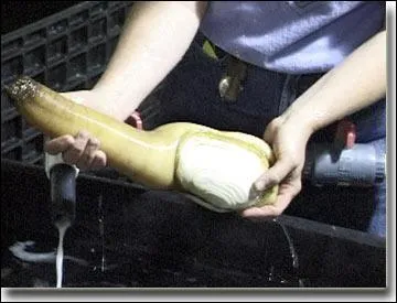 C'est un mollusque bivalve marin.