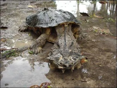 C'est une espce de tortue d'eau douce.