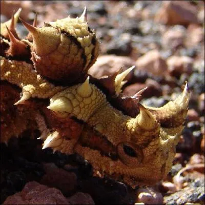C'est une espce de lzard diurne vivant dans le dsert australien.