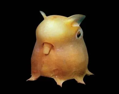 C'est un genre d'octopode.