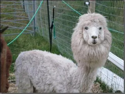 C'est un mammifre domestique membre de la famille des petits camlids.