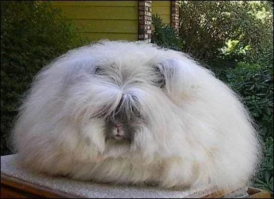 C'est l'un des rare  fournir cette fibre textile .