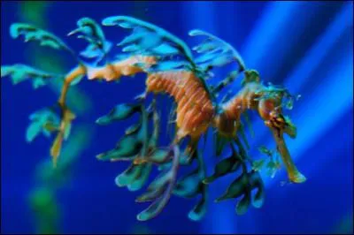 C'est une espce de poisson marin .