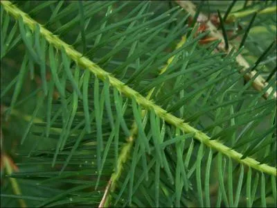 Quel est le sens de l'expression 'Se mettre au vert' ?