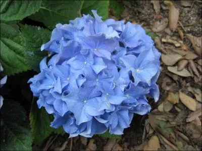 'Etre fleur bleue' signifie :