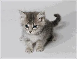 Quelle est la signification de l'expression 'La nuit tous les chats sont gris' ?