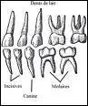 Les dents sont classes en 4 catgories diffrentes.