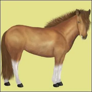 Sur quel site ne peut-on s'occuper que des chevaux ?