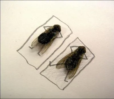 Que font ces mouches ?